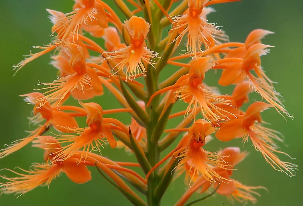 Florida Native Plant Day